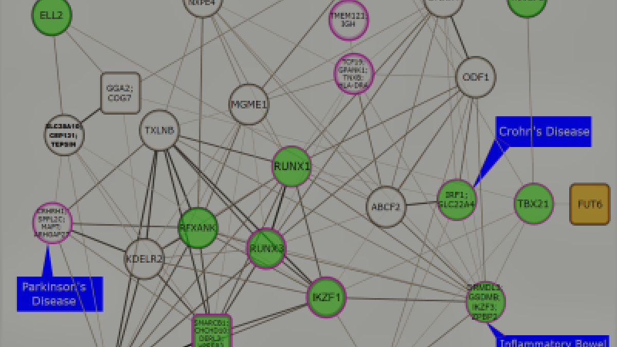 Functional network of loci associated with IgG N-glycosylation