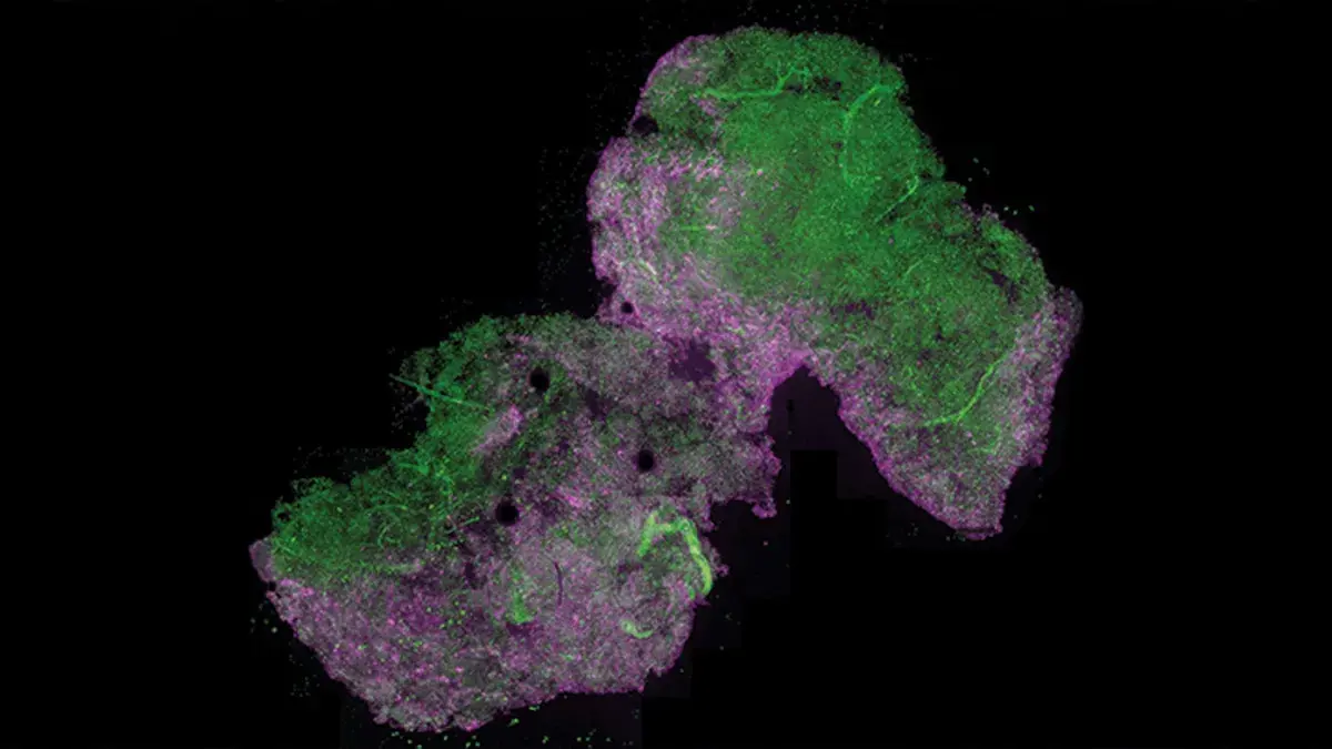 Marc Vendrell research image