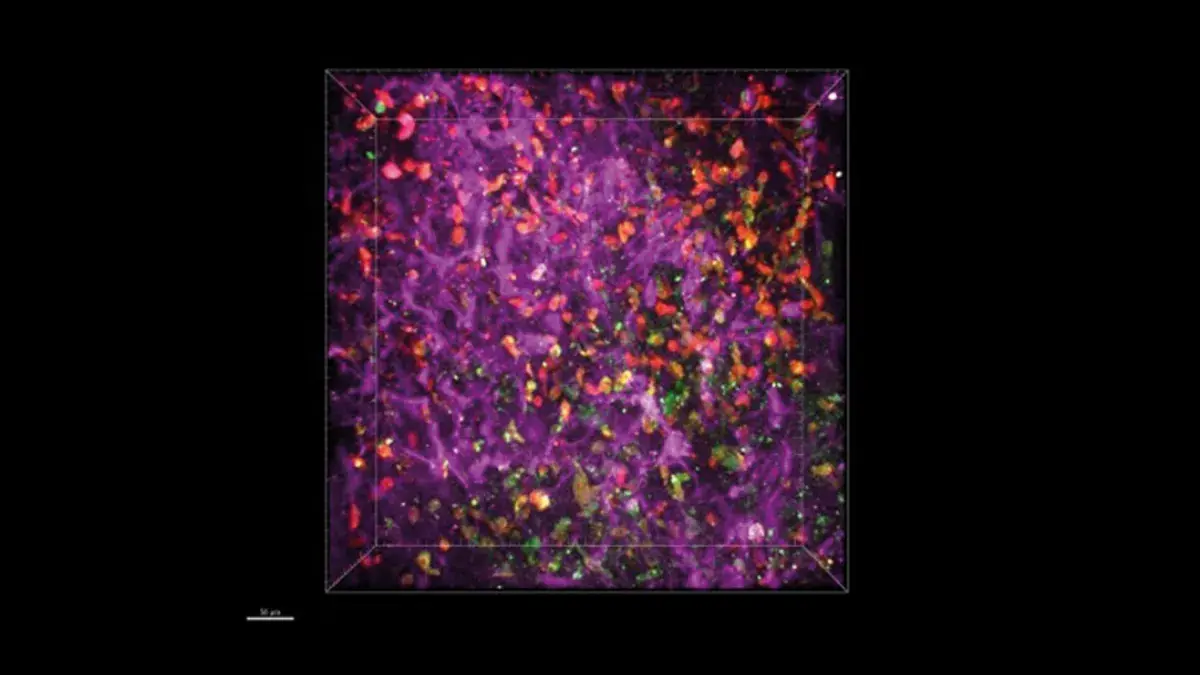 Dirk Sieger Research Image
