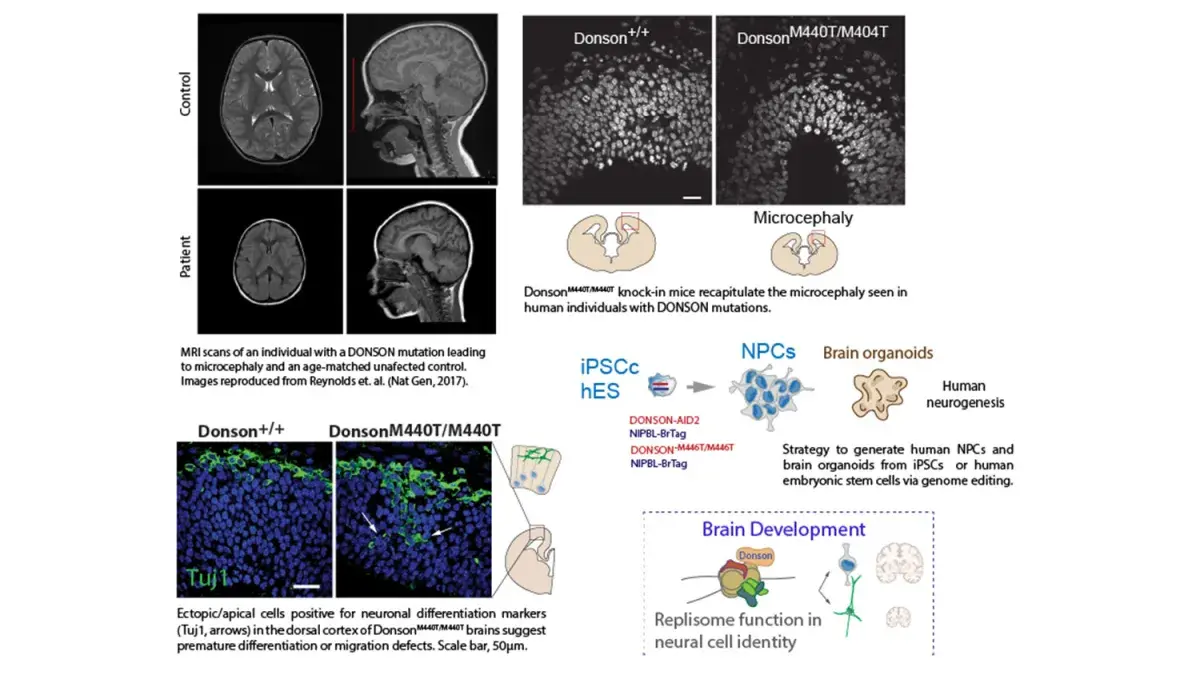 Lukas Tamayo Figure 2026