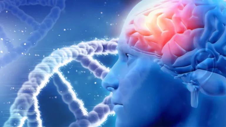 Brain and DNA