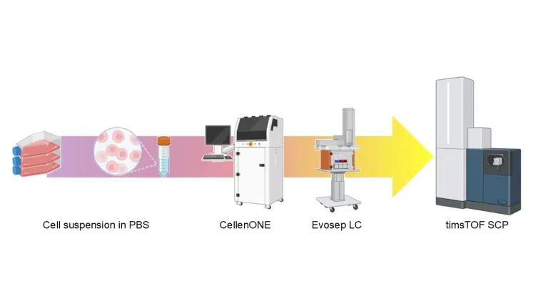 Workflow of SCP from Cellenone to timsTOF
