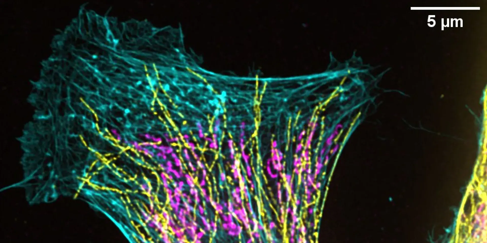 Research image
