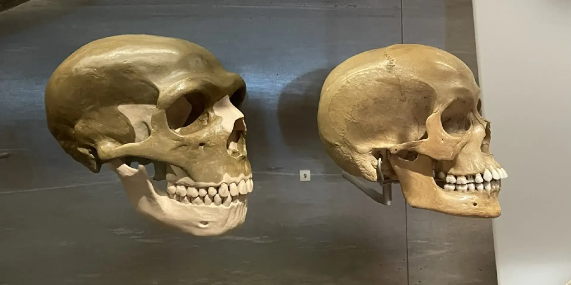 Neanderthal and human skull