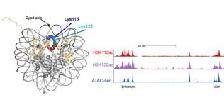 Graphical abstract of of H3K115 acetylation 