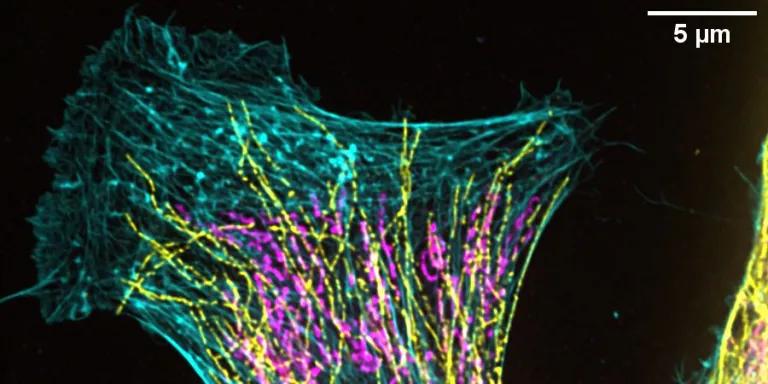 Research image