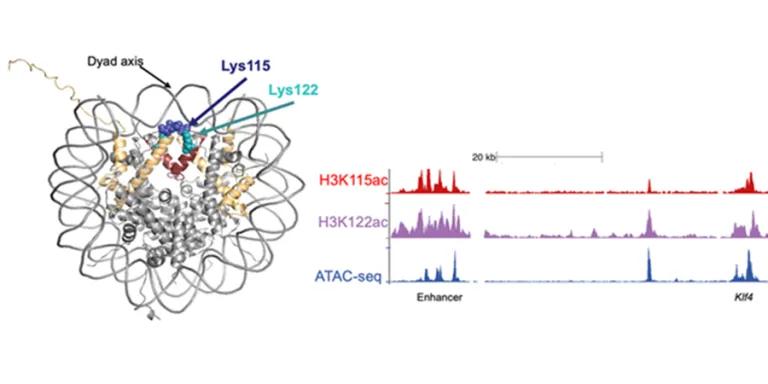 Graphical abstract of of H3K115 acetylation 