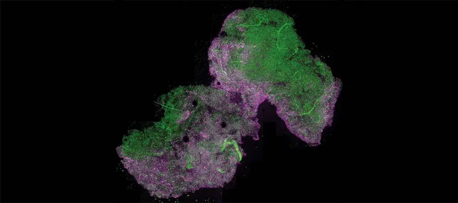 Marc Vendrell research image