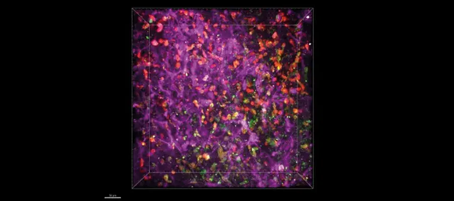 Dirk Sieger Research Image