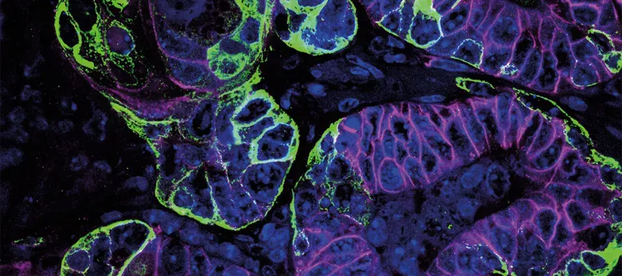 Kevin Myant and Colin Steele Research Image