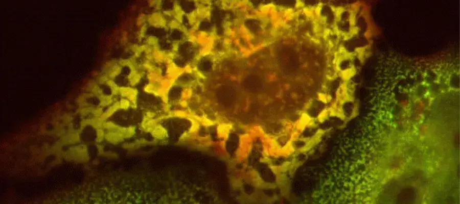 Grzegorz Kudla Research Project Image 2025