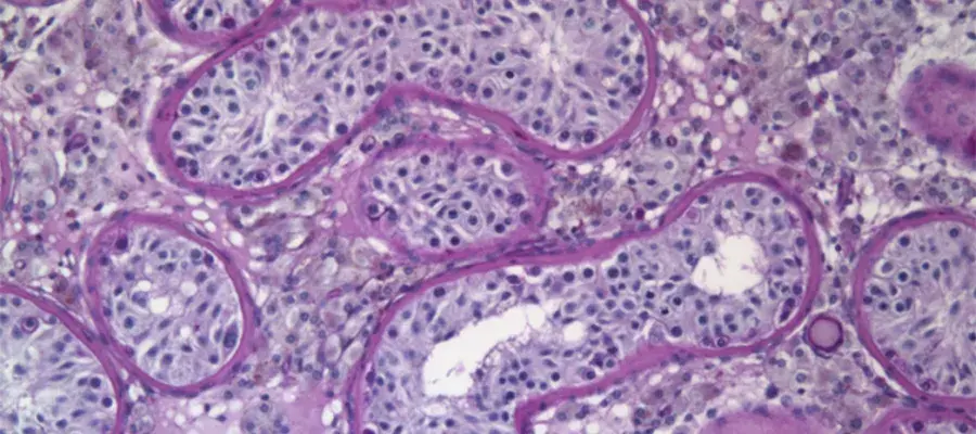 Margot Wyrwoll Research Image 2025