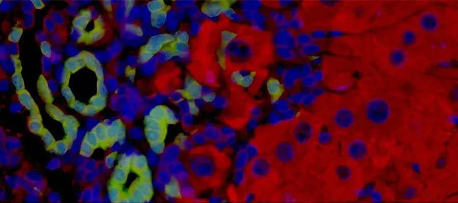 Rachel Guest Research Image 2025