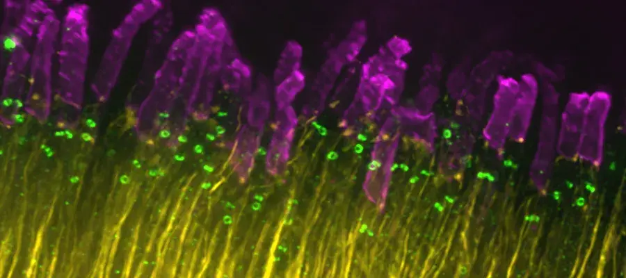 Roly Megaw Research Image 2025