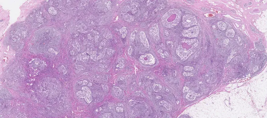 Karen Taylor Research Image