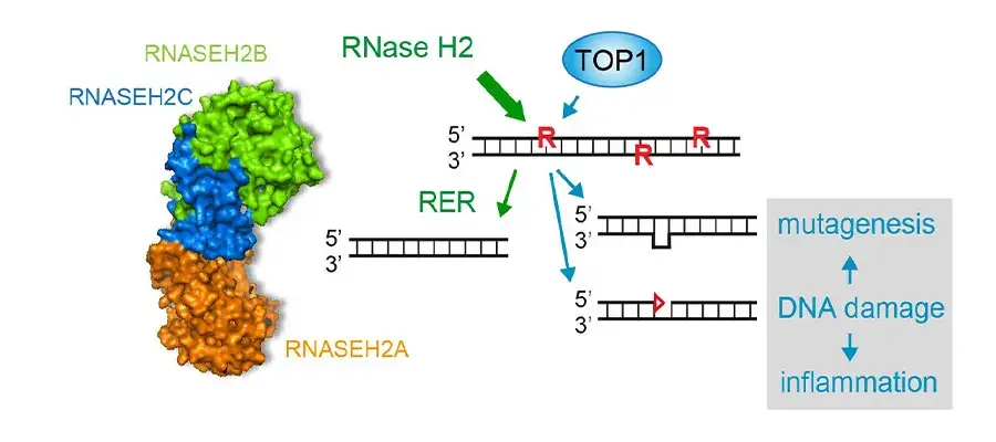 Martin Reijns Research Image 2026