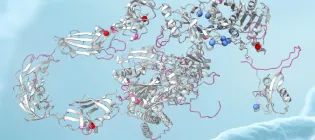 Two groups of SMCHD1 variants and their mLOF scores