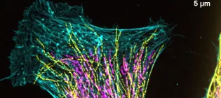 Research image