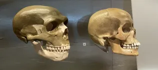 Neanderthal and human skull