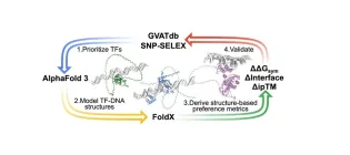Graphical abstract