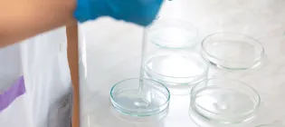 Close-up of a laboratory scientist using a dropper to transfer liquid into petri dishes