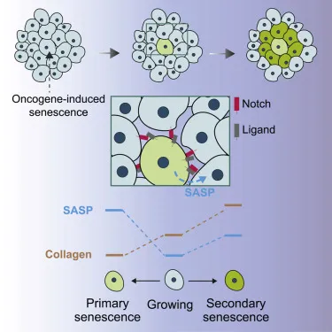 graphical overview of primary and secondary oncogene induced senescence in cells