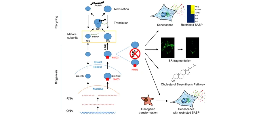 Graphical abstract of the work published in “Aging Cell”.