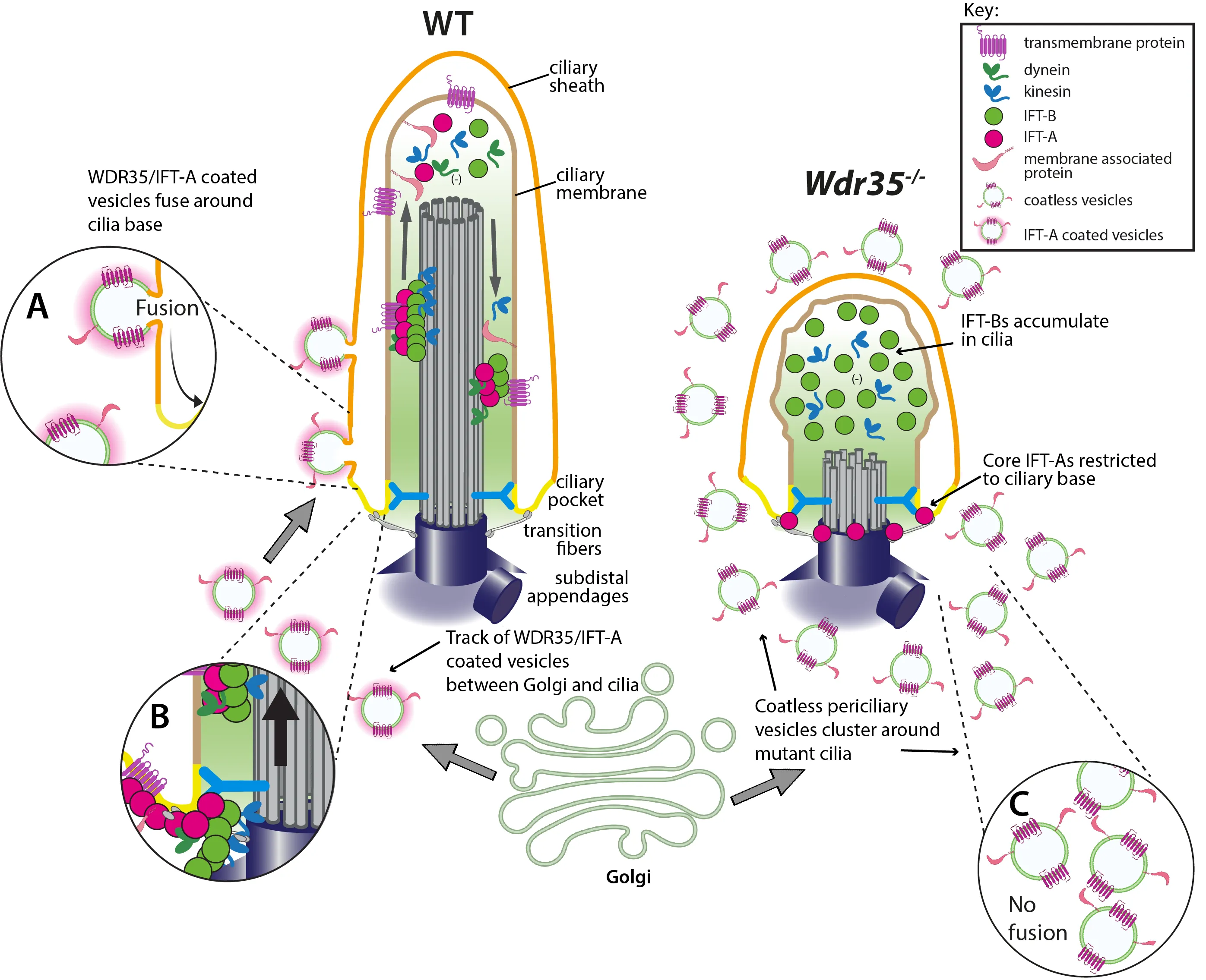 cilia schematic