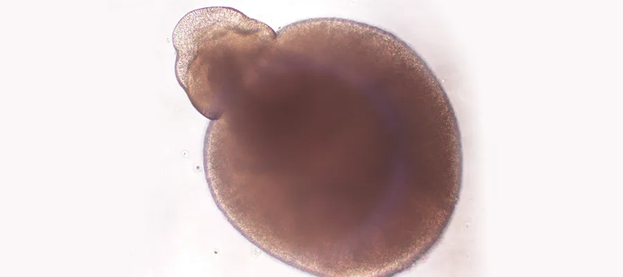 derived-organoid-optic-