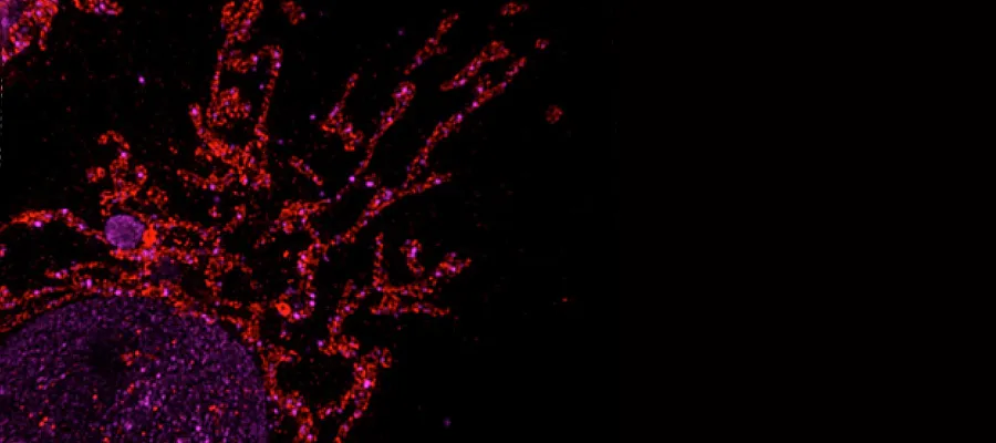 ESRIC Interdisciplinary Consortium 