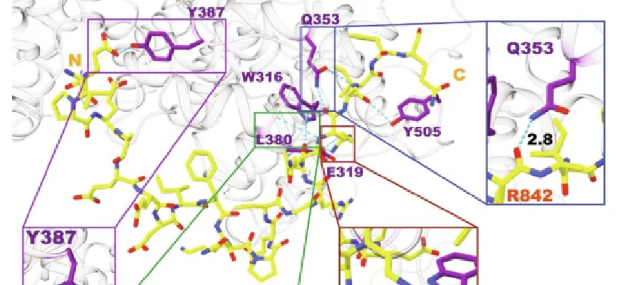 Scientific diagramme of docking of EXO1 peptide to cyclin F protein using COSMIC2