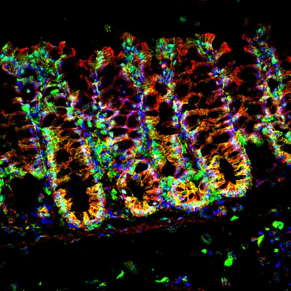 L.Boulter-Research Programme 2