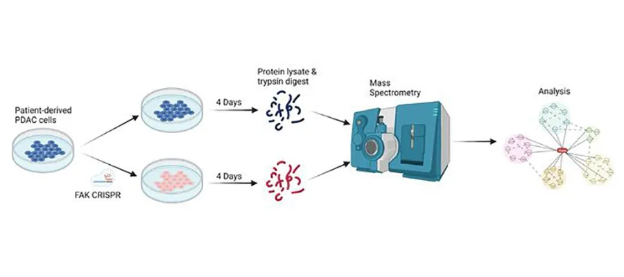 Graphical summary of experimental setup used by M. Canel et al. for proteomic analysis of FAK function in human PDAC cells