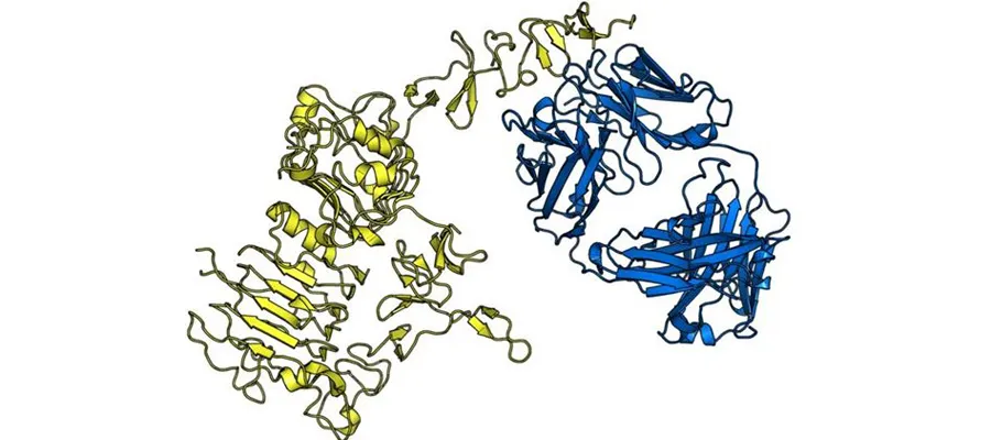 Herceptin works by attaching itself to the HER2 receptors on the surface of breast cancer cells and blocking them from receiving growth signals. Image shows light and heavy chains of Herceptin bound to the extracellular region of Her2. [Author: Simon Caulton, Source: Wikimedia Commons]