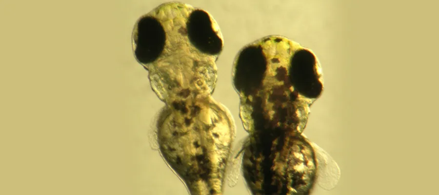 IGMM zebrafish facility