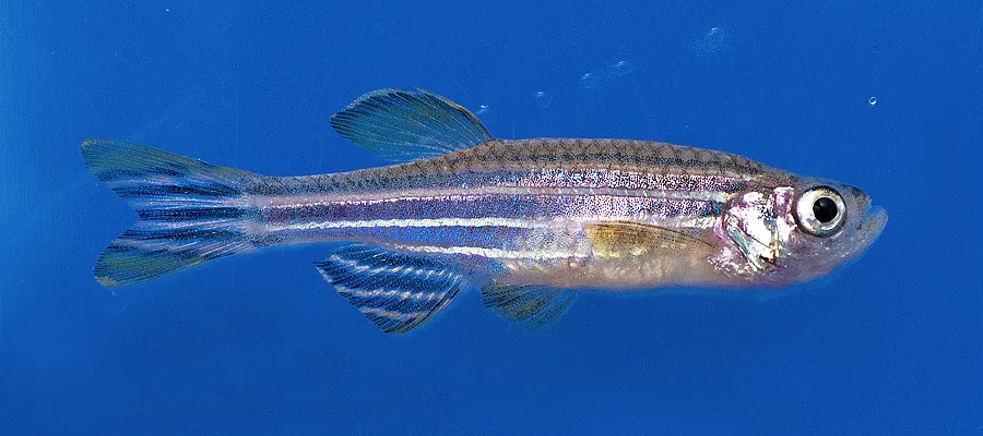 IGMM zebrafish facility