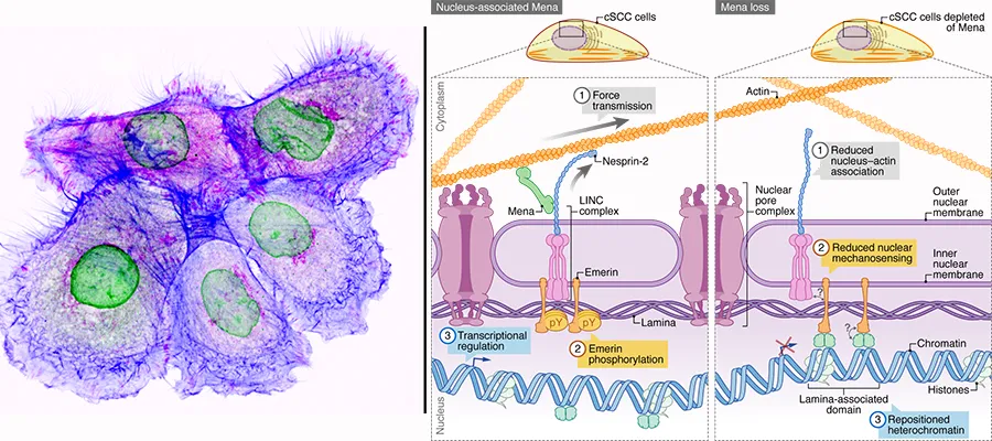 Colocalisation of Mena with nesprin-2 (left) and model of the proposed role for Mena at the nuclear membrane (right)
