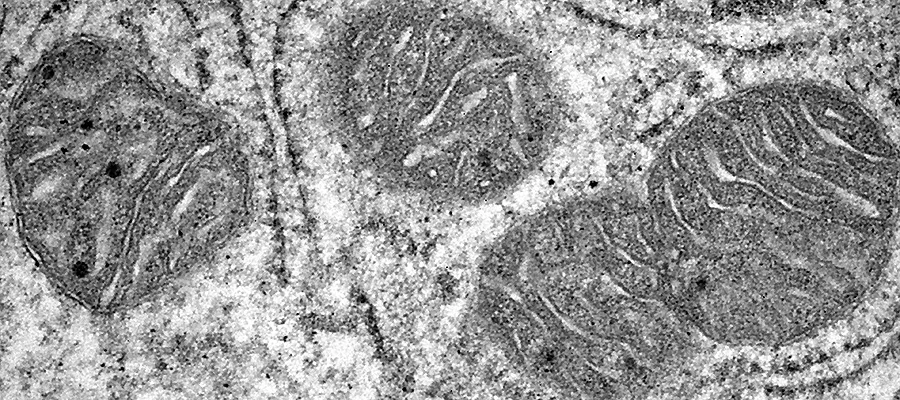 Mitochondria