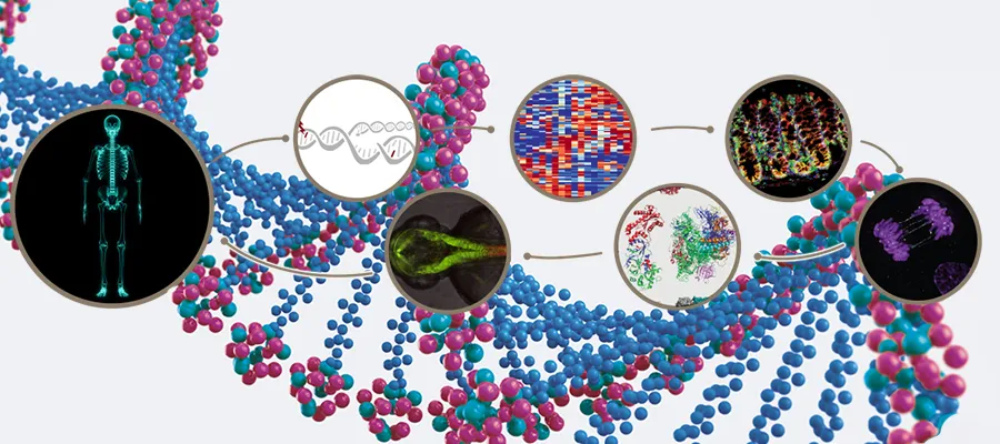 Applications are open for multi-disciplinary PhD programme at the MRC Human Genetics Unit