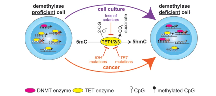 Model for how loss of methylcytosine deoxygenase activity (demethylase: TET1/2/3) 
