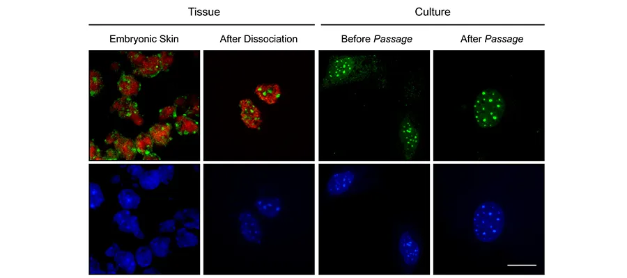 Now you see it, now you don't: the epigenetic mark, 5-hydroxymethylcytosine (5hmC), does a disappearing act in culture. 