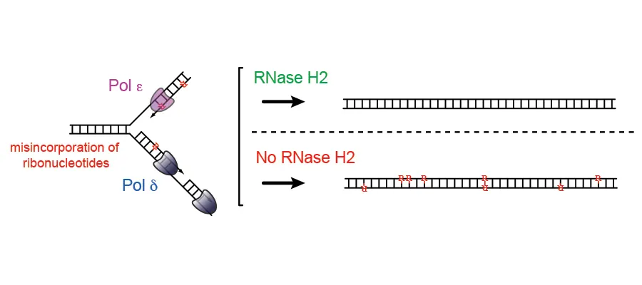 Andrew Jackson research 