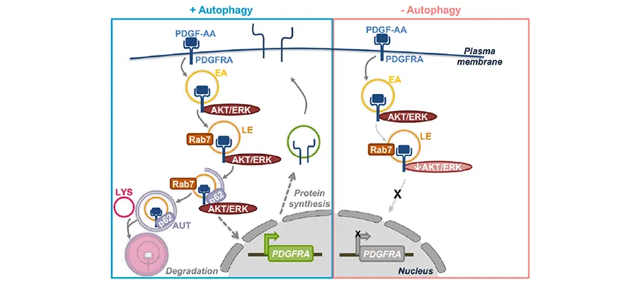 Graphical abstract of the study by Simpson et al.