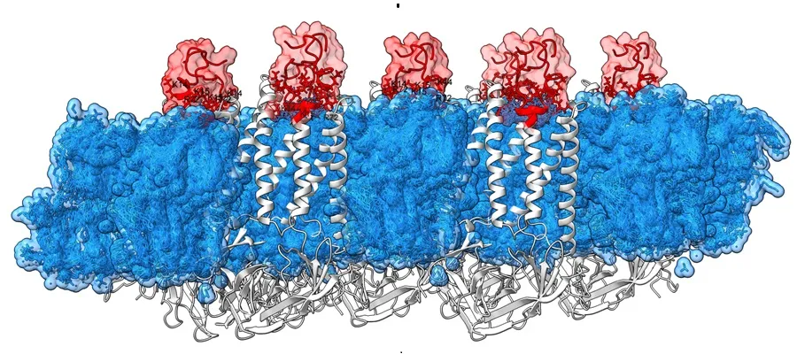 Scientific image of SARS-2