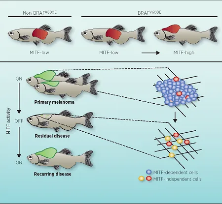 Zebrafish MITF-low melanoma models human MITF-low melanoma. While the bulk of the tumor is dependent on MITF activity, MITF-independent cells pre-exist and arise de novo in residual disease.
