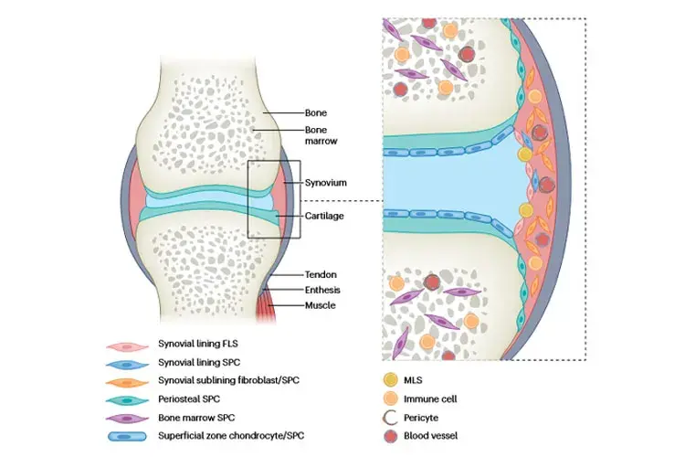 Rheumatology Research Group Figure