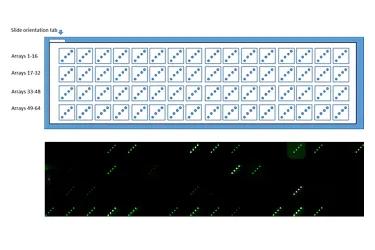 Example of the layout of a 64 antibody array