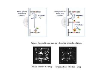 PamDx Kinase Profiling Graph
