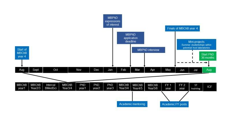 Schematic illustrating timeframe for TRACC Programme MB-PhD within medical training