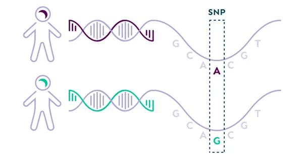Illustration of a DNA variant where one person has DNA with the letter A, while another has the letter G at the same position. 